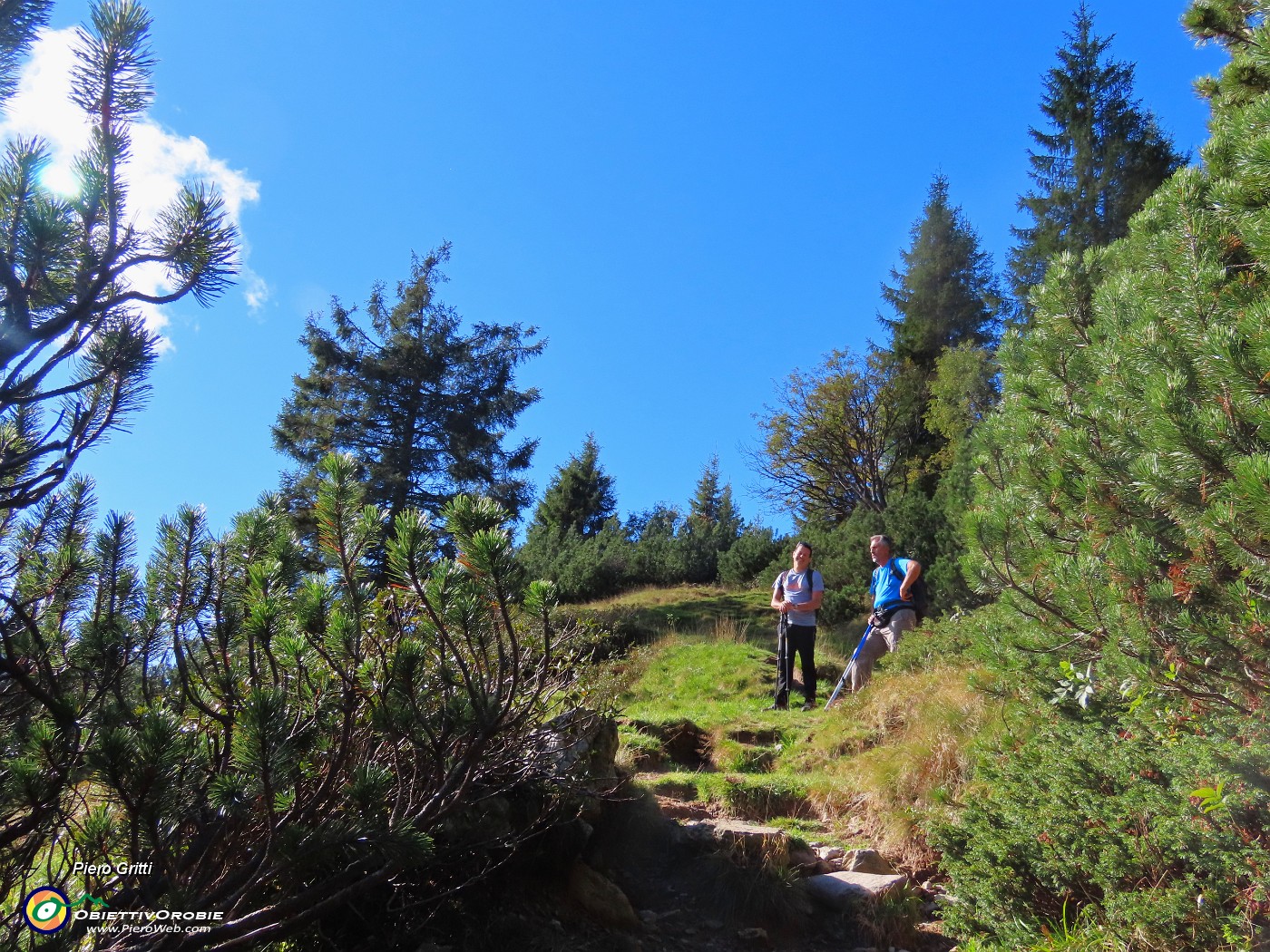 06 Sul sent. 217 tra abeti e pini mughi ad alto fusto.JPG